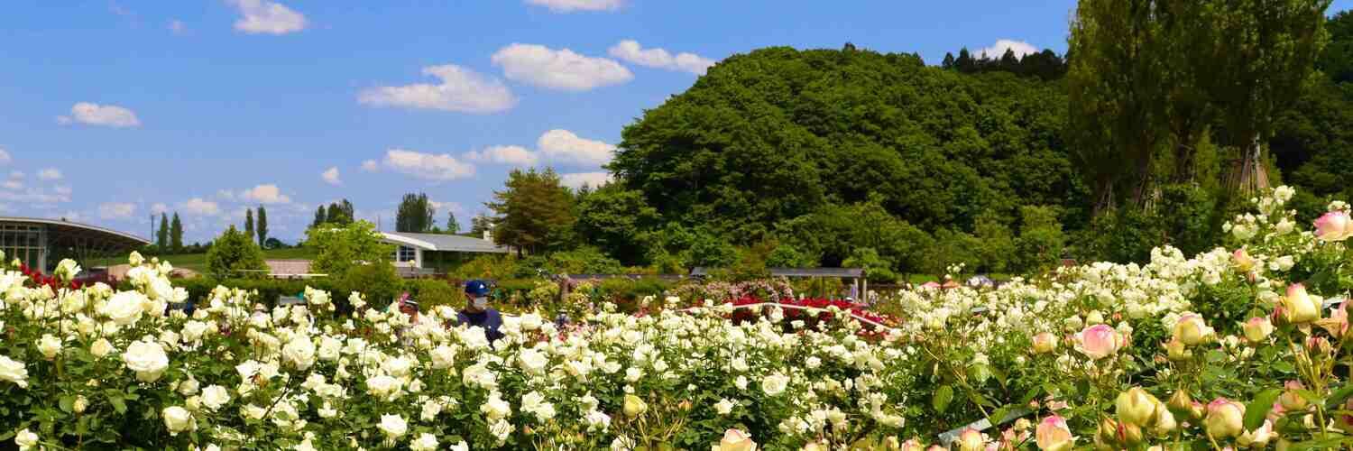 さいき橅　写真館📷