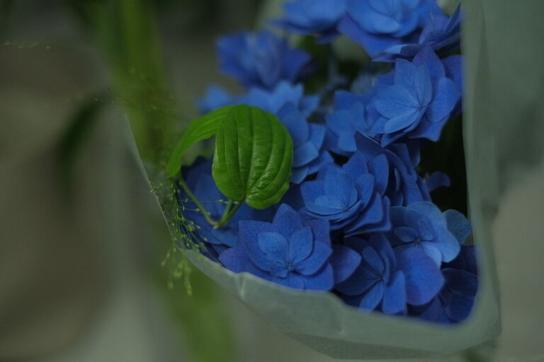 有毒hydrangea